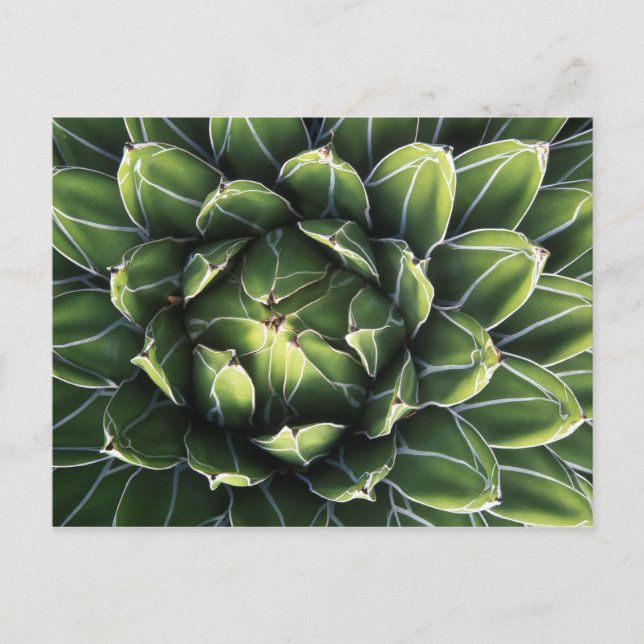 Cartão Postal N.A., EUA, Arizona, Tucson, Deserto de Sonora (Frente)