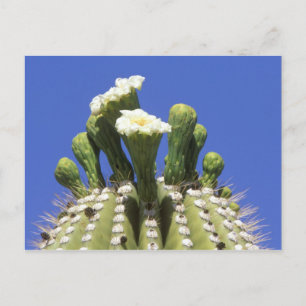 Cartão Postal N.A., EUA, Arizona, Tucson, Sonora Desert 2