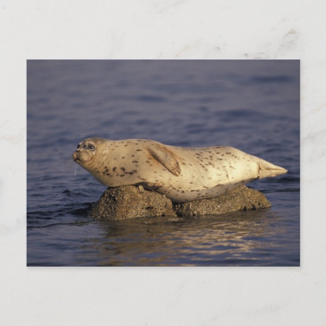 Cartão Postal N.A., EUA, Califórnia, Monterey. Harbor Seal (Frente)