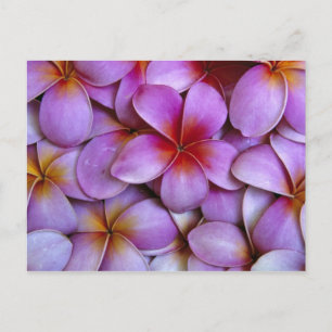 Cartão Postal N.A., EUA, Maui, Havaí. Flores de Plumeria rosa.