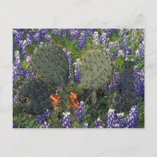 Cartão Postal N.A., EUA, Texas, Cacto rodeado por