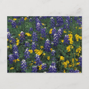 Cartão Postal N.A, EUA, Texas, Marble Falls, Blue Bonnets
