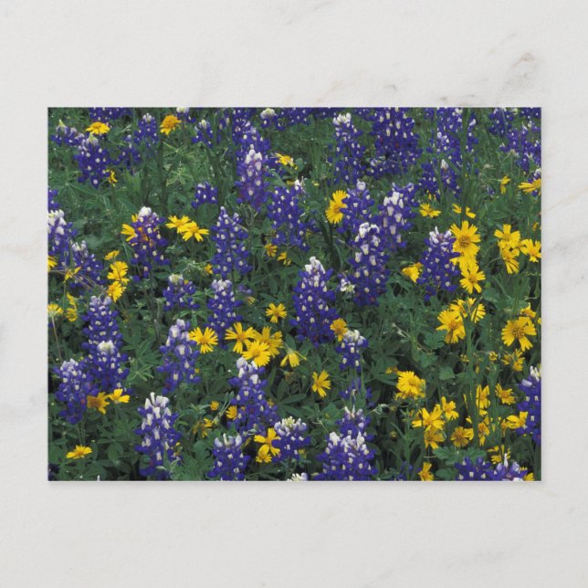 Cartão Postal N.A., EUA, Texas, Marble Falls, Blue Bonnets (Frente)