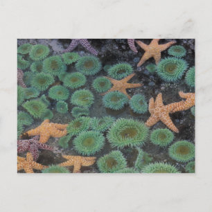 Cartão Postal N.A., EUA, Washington, Parque Nacional da Olimpiad