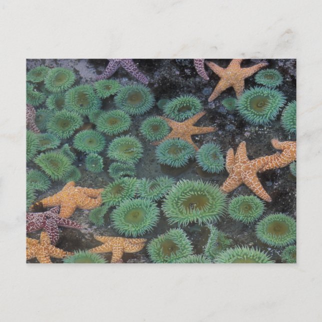 Cartão Postal N.A., EUA, Washington, Parque Nacional Olímpico (Frente)