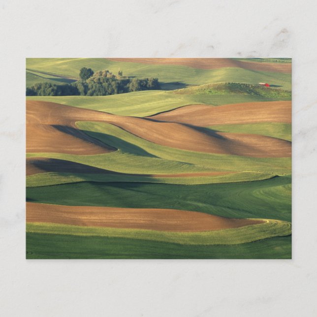 Cartão Postal N.A., EUA, Washington, Whitman County. (Frente)