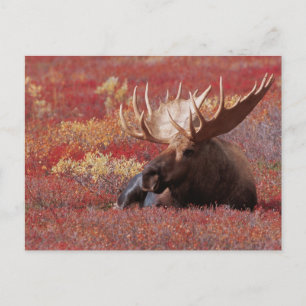 Cartão Postal N.A., USA, Alaska, Denali National Park, Bull