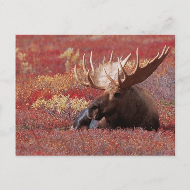 Cartão Postal N.A., USA, Alaska, Denali National Park, Bull (Frente)