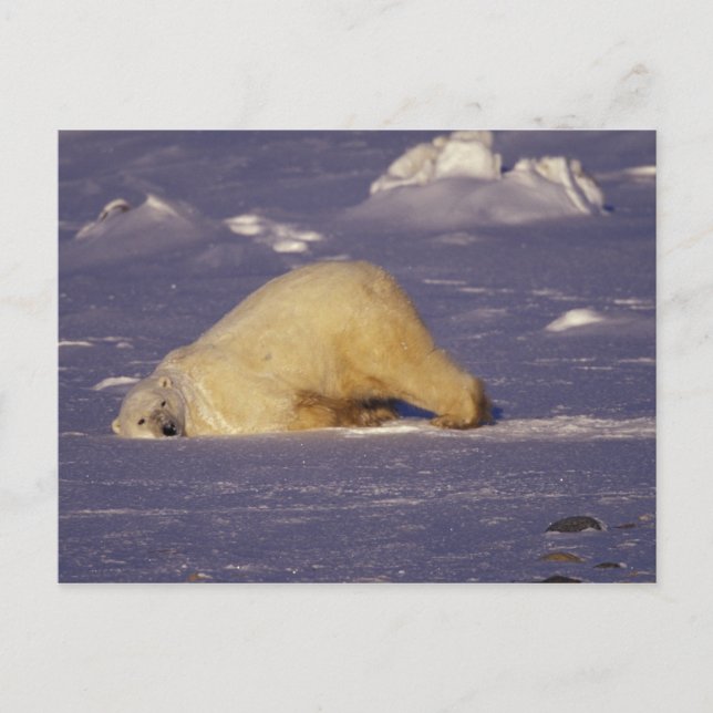 Cartão Postal NA, Canadá, Manitoba, Churchill, urso polar (Frente)