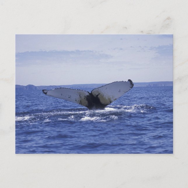 Cartão Postal NA, Canadá, Terra Nova, Baía Trinity. Humpback (Frente)