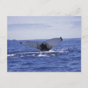 Cartão Postal NA, Canadá, Terra Nova, Baía Trinity. Humpback