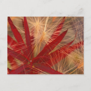 Cartão Postal NA, EUA, Alasca, Denali NP, Fireweed e selvagem