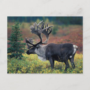 Cartão Postal NA, EUA, Alasca, Denali NP, Rena boi 3