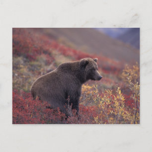 Cartão Postal NA, EUA, Alasca, Denali NP. Uma mulher parva