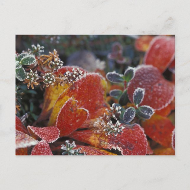 Cartão Postal NA, EUA, Alasca, Fosco Denali NP, de cor baixa (Frente)