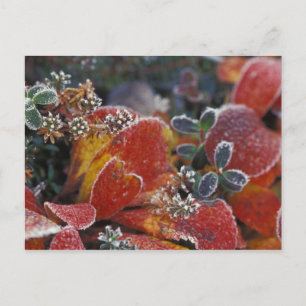 Cartão Postal NA, EUA, Alasca, Fosco Denali NP, de cor baixa