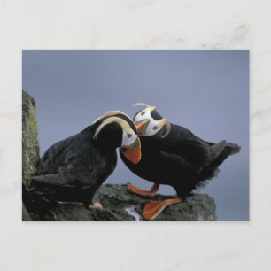 Cartão Postal NA, EUA, Alasca, Mar de Bering, Pribilofs. Penacho