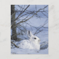 NA, EUA, Alasca. Vida Selvagem Nacional Árctica