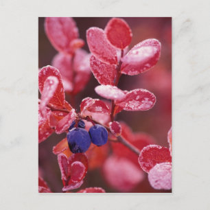 Cartão Postal NA, EUA, Alaska, Denali NP, Amoras azuis em