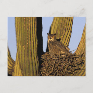 Cartão Postal NA, EUA, Arizona, Tucson. Coruja-grande