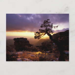 Cartão Postal NA, EUA, Arizona, Tucson, Pôr do sol e solitária