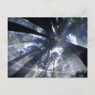 Cartão Postal NA, EUA, Califórnia, Del Norte Redwoods State