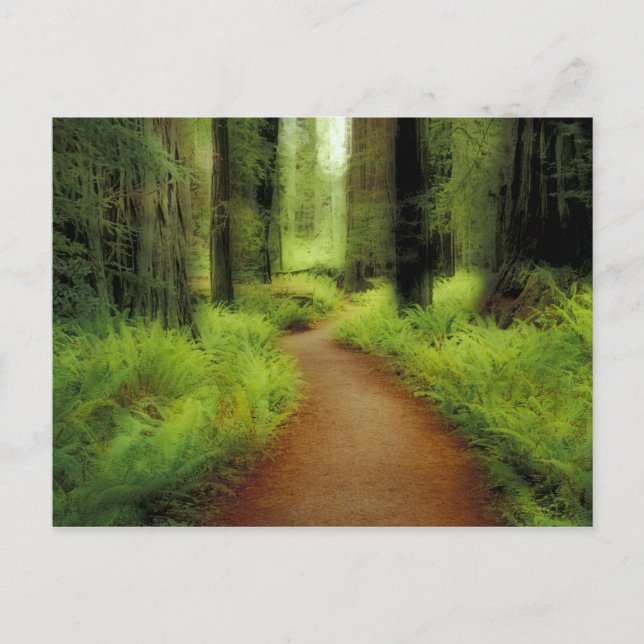 Cartão Postal NA, EUA, Califórnia, Jedediah Smith Redwoods (Frente)
