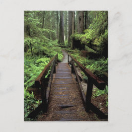Cartão Postal NA, EUA, Califórnia, Jedidiah Smith Redwoods