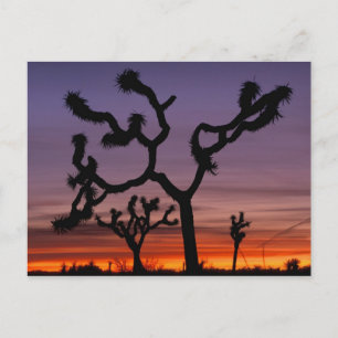 Cartão Postal NA, EUA, Califórnia. Parque Nacional Joshua Tree