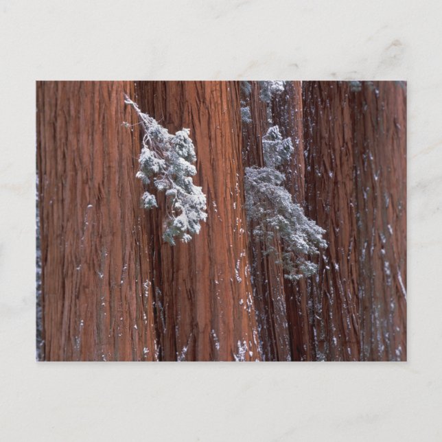 Cartão Postal NA, EUA, Califórnia. Parque Nacional Sequoia. (Frente)