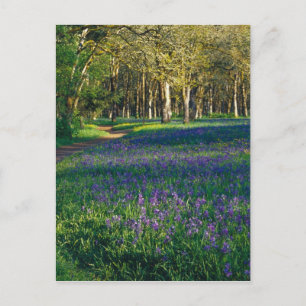 Cartão Postal NA, EUA, Oregon, Salem. Campo de camas e 3