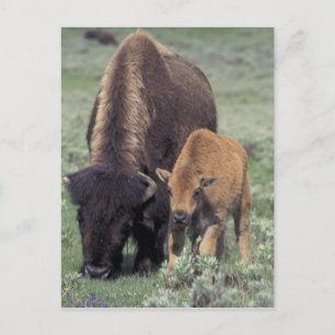 Cartão Postal NA, EUA, Wyoming, Parque Nacional de Yellowstone.