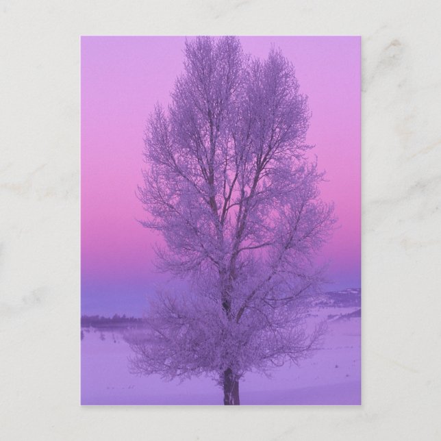 Cartão Postal NA, EUA, Wyoming, Yellowstone NP, Paisagem (Frente)