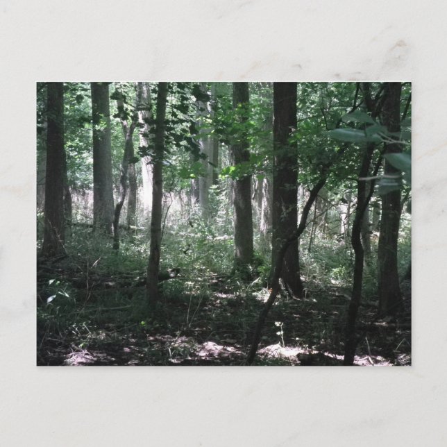 Cartão Postal Na Floresta (Frente)