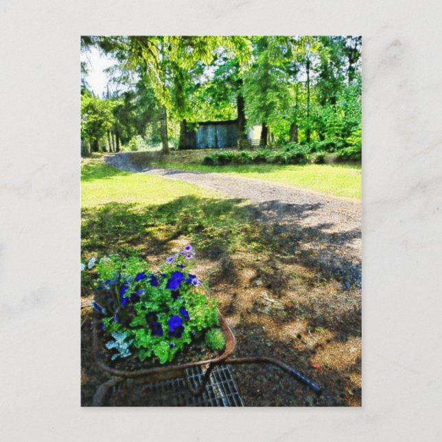 Cartão Postal Na Floresta (Frente)