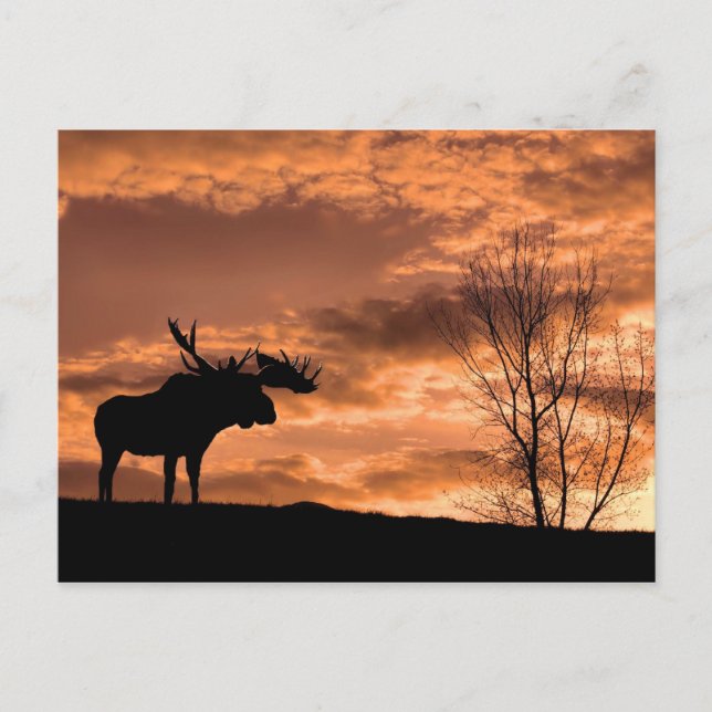 Cartão Postal na Placa de Posto Sunset (Frente)