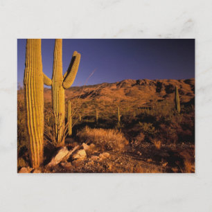 Cartão Postal NA, USA, Arizona, Saguaro National Monument