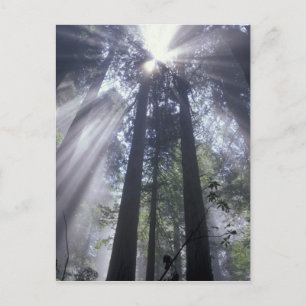 Cartão Postal NA, USA, California. Del Norte Coast State