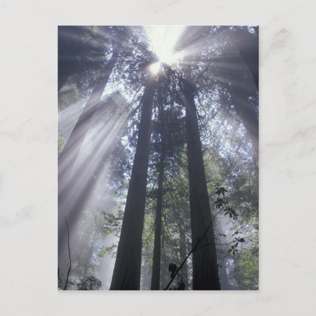 Cartão Postal NA, USA, California. Del Norte Coast State (Frente)