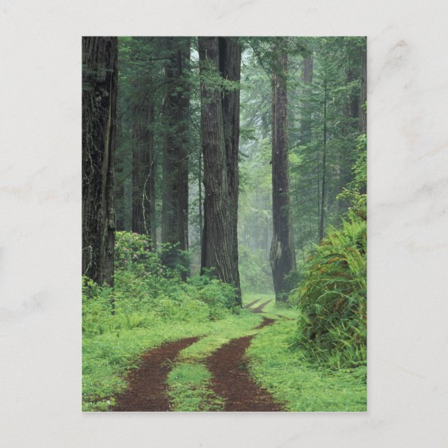 Cartão Postal NA, USA, California. Del Norte Coast State Park. 3 (Frente)