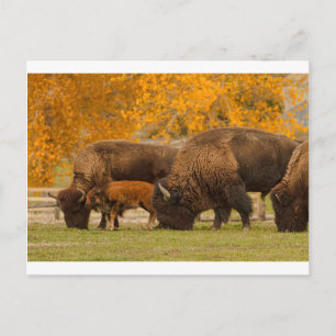 Cartão Postal Nação da família Bison