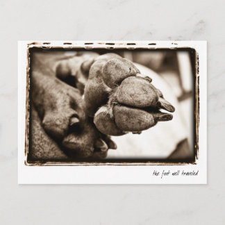 Cartão Postal Nação Weimaraner : "O Pé Bem Viajado"