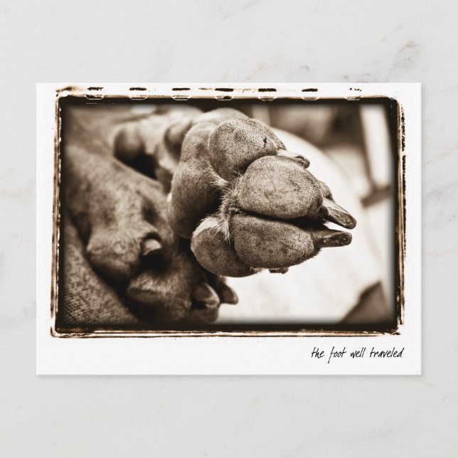 Cartão Postal Nação Weimaraner : "O Pé Bem Viajado" (Frente)