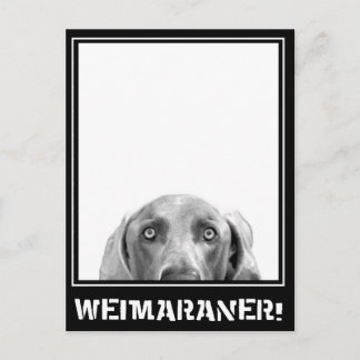 Cartão Postal Nação Weimaraner: Weimaraner Em Uma Caixa!