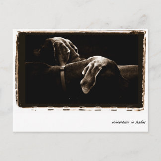 Cartão Postal Nação Weimaraner : "Weimaraners In Shadow"