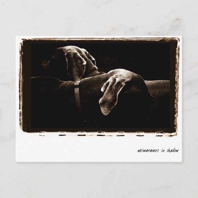 Cartão Postal Nação Weimaraner : "Weimaraners In Shadow" (Frente)