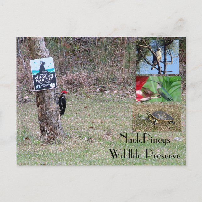 Cartão postal Nacle Pineys (Frente)