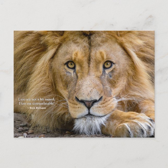 Cartão Postal Nada Domesticado - Citação Motivacional + Sua Foto (Frente)