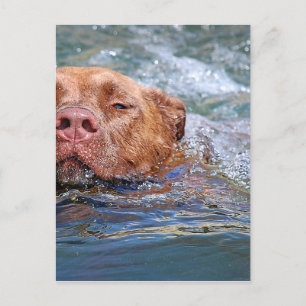 Cartão Postal Nadação de Cães