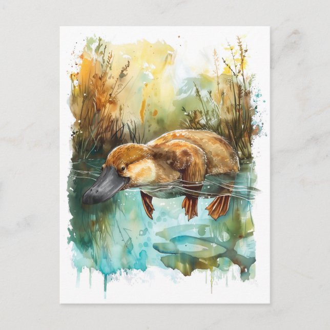 Cartão Postal Nadação de Platypus de Aquarela em Pond (Frente)